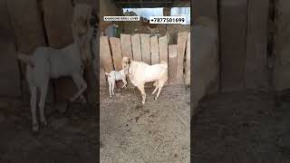 Haydrabadi Goat Mating #goat #viralshort #shorts