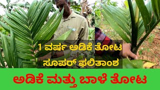 1 ವರ್ಷದ ಅಡಿಕೆ ತೋಟದ ಸೂಪರ್ ಫಲಿತಾಂಶ Arecanut Plantation