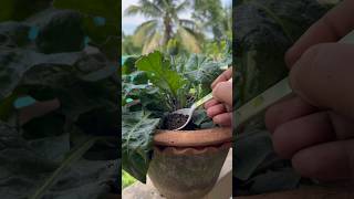 Wastage Tea Leaves Fertilizer for Any Plants|banita21 #shorts#gardening#youtubeshorts #viral#garden