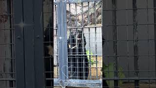 Black bear having  lunch. 熊さん　ご飯を食べて。＃くま＃熊＃熊さん＃くまさん＃Bear#lunch#black bear#zoo#animals#動物園＃動物