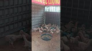 Giao gà đông tảo tận chuồng cho khách vip 0346983646 #ga #chicken #ayam #gàgiống #birds #game #farmi