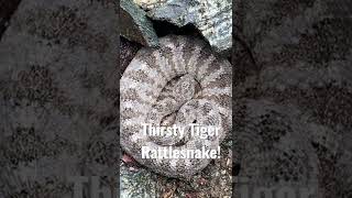 Tiger Rattlesnake drinks rainwater off it’s own body!