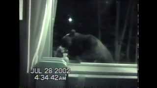 Bear at Window