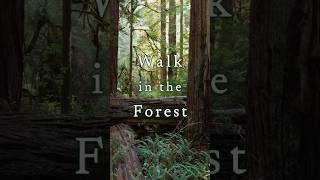 Walk in the Forest #healingmusic #nature #stressrelief #forest #mindrelaxing #relaxing #musicvideo