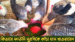 কাঁচা ঘাসের মাধ্যমে ফাউমি মুরগি পালন || Faowmi Murgi || Nur Bhai