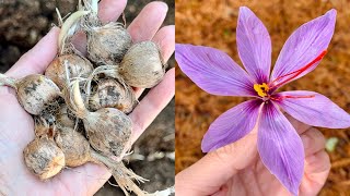 How to Plant Saffron Crocus | Planting and Harvesting Saffron