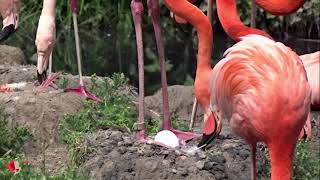 Eiablage bei den Flamingos im Tierpark Berlin