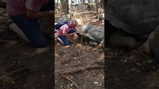 Giant Tortoise Sanctuary #shorts #shortsvideo #share #subscribe #shortvideo