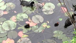 Coot parents