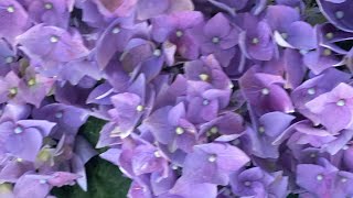 Bauernhortensie/Hydrangea Macrophylla bei 40*C Grad im Halbschatten!!!