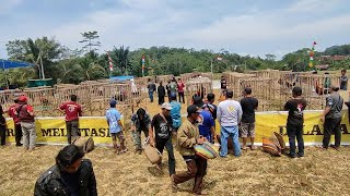 Kontes Ayam Pelung Tradisi jawa barat, Logodor Plosok Cianjur Selatan