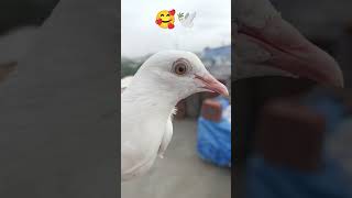 trending #kabootar  #kabootarlover #foryourpage #vireal_video_#trending #pigeonlover #foyou #pigeon