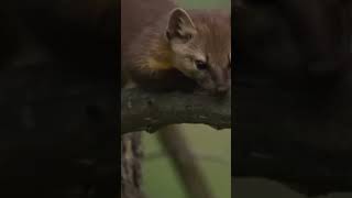 #European #pine# marten #Newfoundland pine# marten #Beech# marten #Nilgiri marten