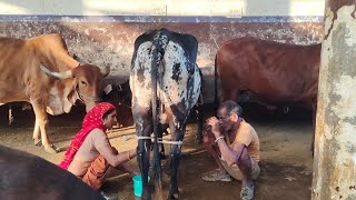 gir cow milking by hand