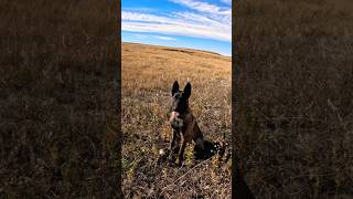 Trooper working Human Remains in high winds. #belgianmalinoisdog #searchdog #workingdog