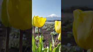 You need to see Mt. Fuji in the spring 🌸🗻