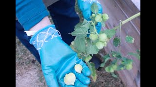 Collecting Ground Cherries | CulinaryGardensCo