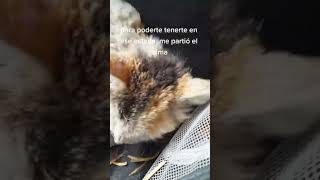 La historia de la gata ancianita abandonada 💔 - por maximilianakareng en tk