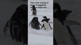 Penguin Night Out