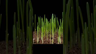 Seed Growing Time Lapse shots #sprouts #seeds #timelapse #shorts