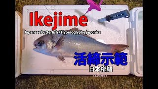 IkeJime method:  How to dispatch and bleed a Japanese butterfish, Hyperoglyphe japonica (Medai)