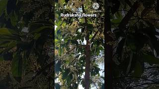 flowering time of rudraksha tree#flowers in rudraksha tree#rudraksha#shorts