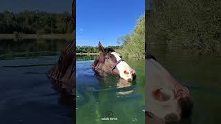 swimming horse😅|اسب شناگر😅#animals #horse #funny #swimming #sea #اسب #خنده #حصان