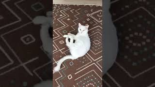 Kedilerde kızan belirtileri Başlangıç Halleri :)) #kedi sütlaç