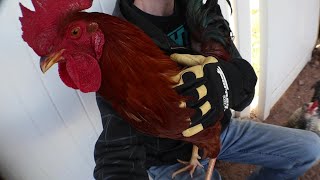 Rooster Morgen LOVES his special cuddle spot!