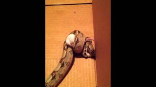 baby Red tail boa constricts