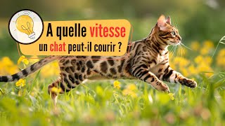 À quelle vitesse un chat peut-il courir ? 🚀🐱