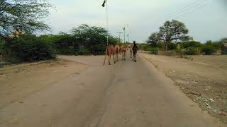 Camels group walking through road