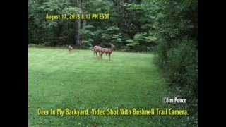 Deer In My Backyard. Video Shot With Bushnell Trail Camera!