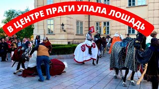 ОПЕРАЦИЯ ПО СПАСЕНИЮ ЛОЩАДИ В ПРАГЕ