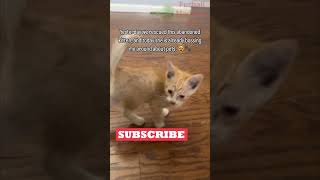 Funny Animals Videos 🤣 | Ep. 433 #shorts #viral #funny