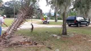 How To Take Out A Palm Tree with a Chevy Suburban.