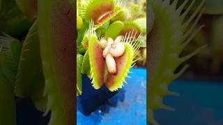 Worms get crushed by Venus Flytrap #carnivorousplant #insects #nature