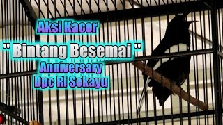 Aksi Burung Kacer " Bintang Besemai " Acara Dpc RI Sekayu lapangan VIP