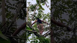 The traditional  way of Trimming the Narra Tree in our yard #cebu #nationaltree