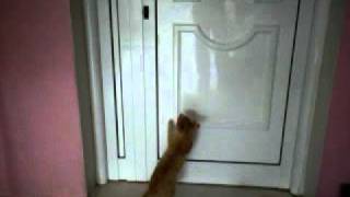 cat opens the door