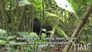 How to Greet a Mountain Gorilla