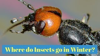 Where Do Insects Go In The Winter?