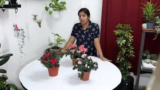 Azalea or Rhododendron plant care (malayalam)