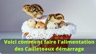 Voici comment vous pouvez faire l'alimentation des Cailleteaux démarrage #caille