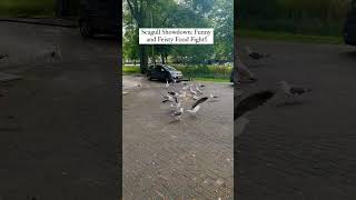 Scary n funny at the same time #howtoviralshortvideo #funny #birds #funnyvideo #funnybirds #seagull