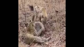 Babi hutan vs Hyena dan macan tutul