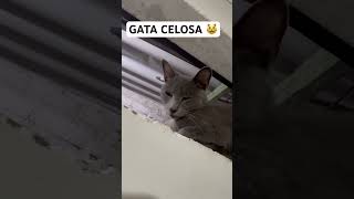 GATA CELOSA 😾