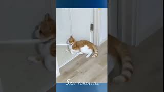 Funny cat video short #11