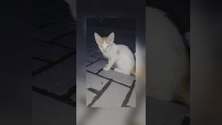 Sad cat story. #funnycats #funnyshorts #foryou