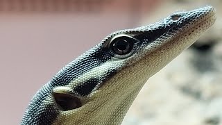 Monitor Lizard Head Wobble - A Mark of Intelligence, Not A Neurological Issue.